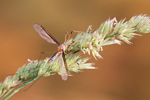 Crane Fly (Leptotarsus sp) (Leptotarsus sp)